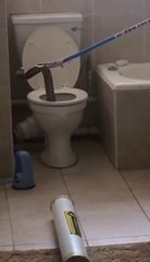 Tu vas faire un petit caca et tu te fais bouffer par un cobra