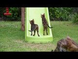 Backyard Fun With Bengal Kittens