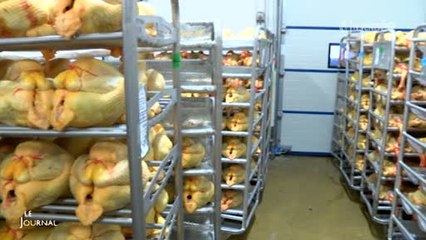 Risque de grippe aviaire : Des mesures prises (Vendée)