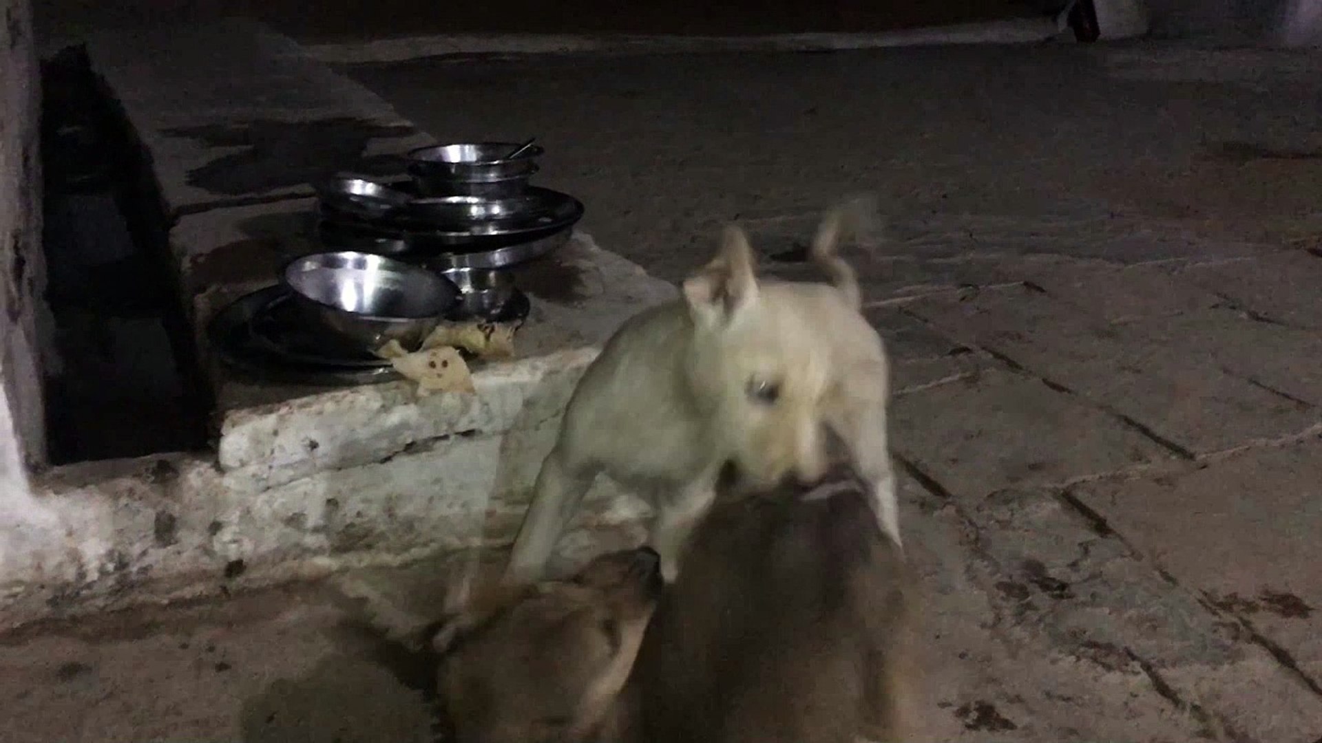 ⁣Funny Puppies And Cute Puppy Videos// two puppies danger fight