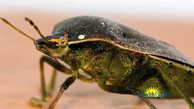 Bed bug bites on human: Does bed bug bites can cause skin diseases?