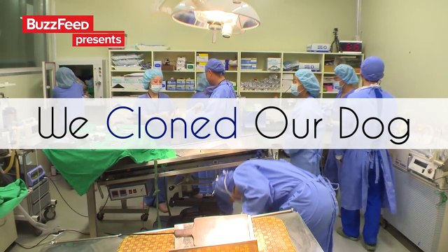 I Cloned My Dead Dog