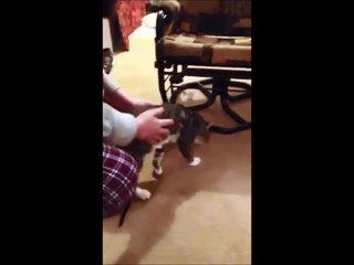 Cat plays dead to avoid going for a walk