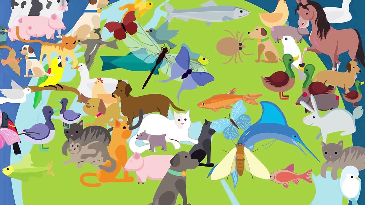 Animation: Companion Animal Vector-Borne Diseases