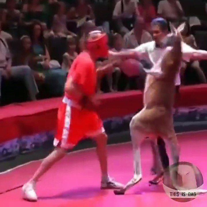 Kangaroo Fighting With Man in a match Amazing & fuuny video