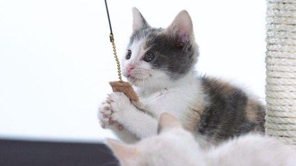 Cute Cat Behaviors Decoded
