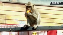 Monkey Business! Moneymaking Macaques Relax at Monkey Banquet Festival