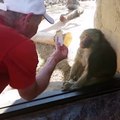 Baboon Is Amazed By Man's Magic Trick