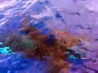 Lancheros encuentran orcas en las costas de Aragua