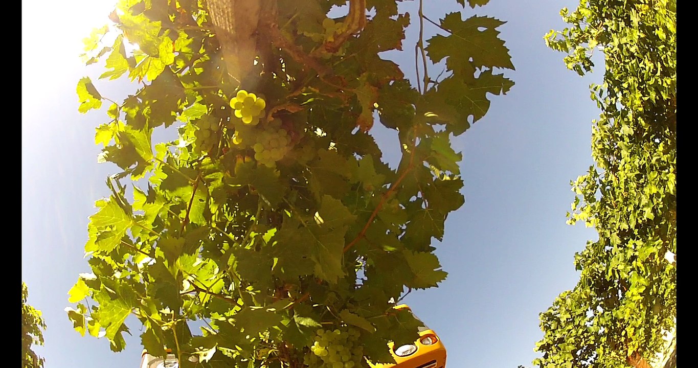 Vendanges 2016