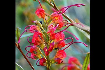 Neele-088 นันทิดา แก้วบัวสาย - ชุด ฝากรักไว้ในเพลง by Jeab Kitty