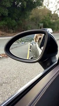 Un chien s'ennuie dans les bouchons