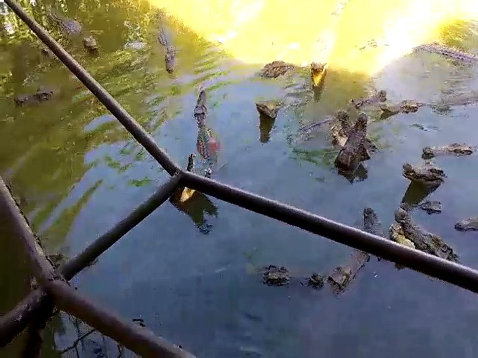 Real crocodile fishing,crocodile fishing game,crocodile ,crocodile fishing,go fishing real crocodile