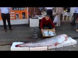 152 Kiloluk Dev Yayın Balığı