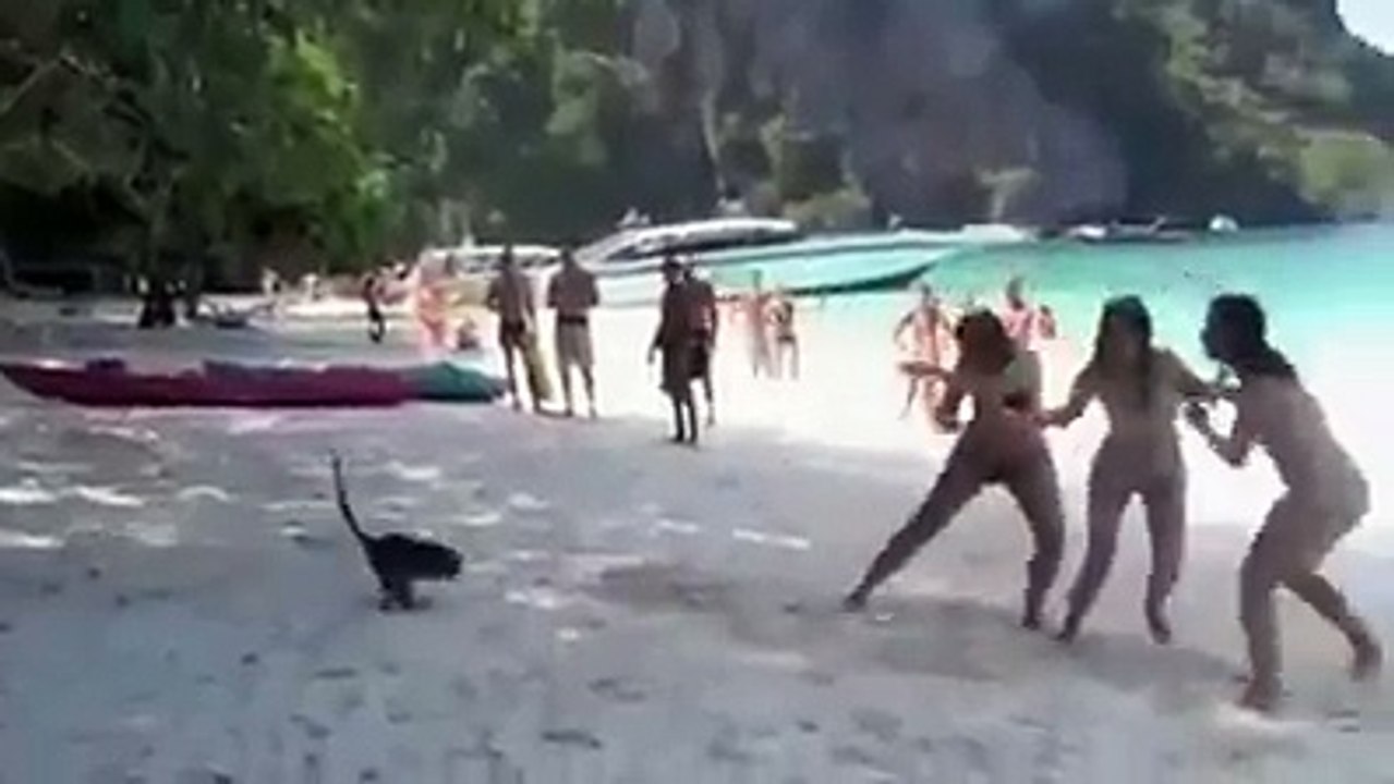 Crazy Monkey