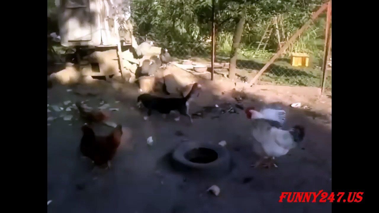 Funny animals video: dog make love with chicken