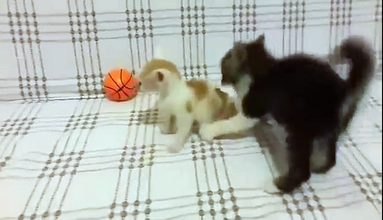 funny kitten Babykatzen spielen