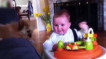 Dogs And Babies Laughing Funny Videos  Cute Babies Laughing Hysterically at Dogs Compilation