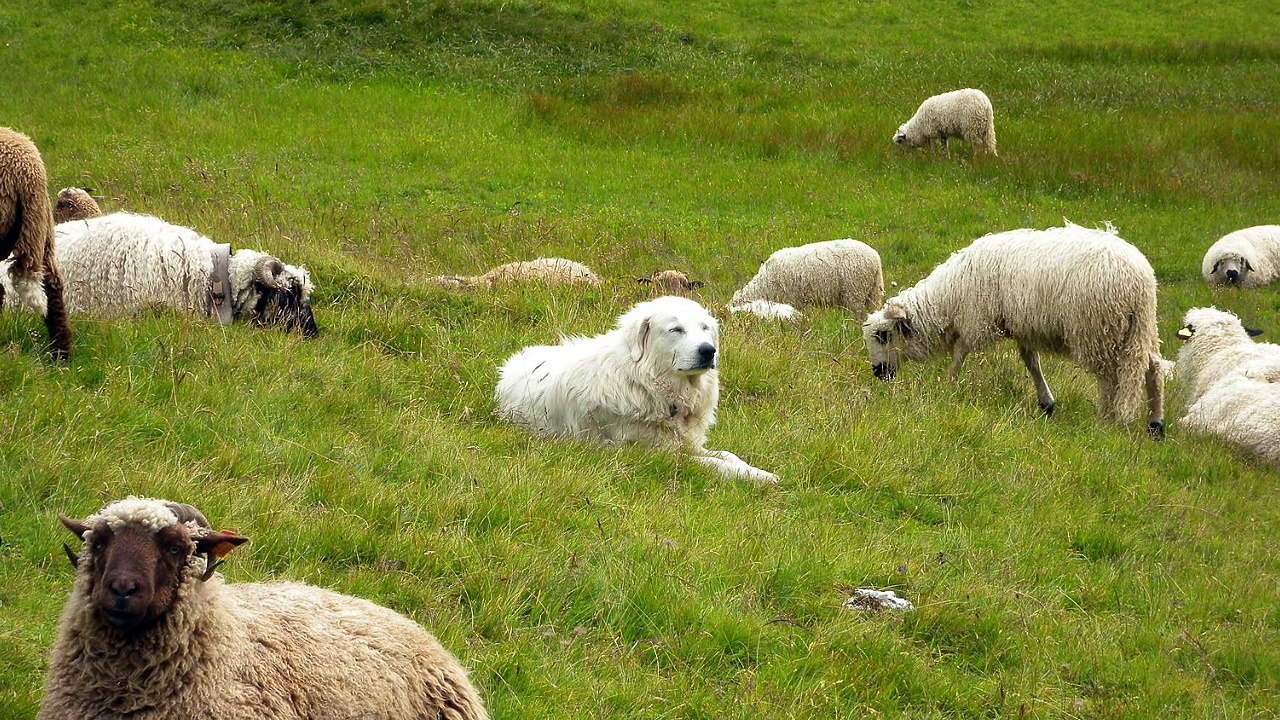 tout sur le montagne des Pyrénées