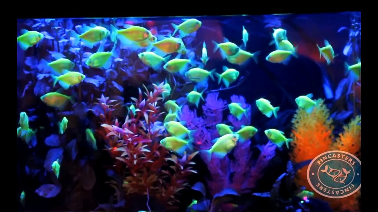 10 Crazy Creatures Created Inside Science Labs