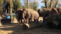 Baby Elefant am Spielen Kinderzoo Rapperswil