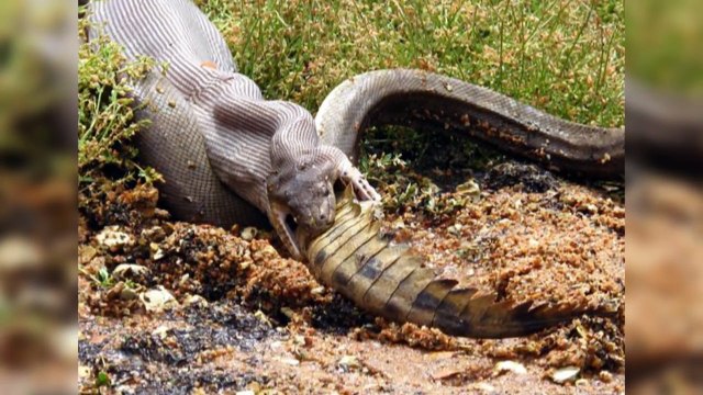 TOP- Las 5 Serpientes Más GRANDES Del Mundo