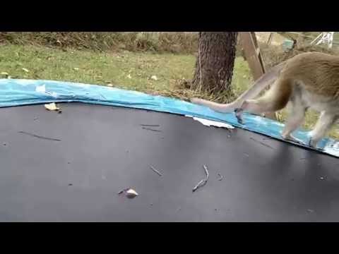 Toy Snake Causes Shocked Monkey to Flee