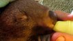 Baby Wombats Have at Their Milk Bottle in Adorable Video