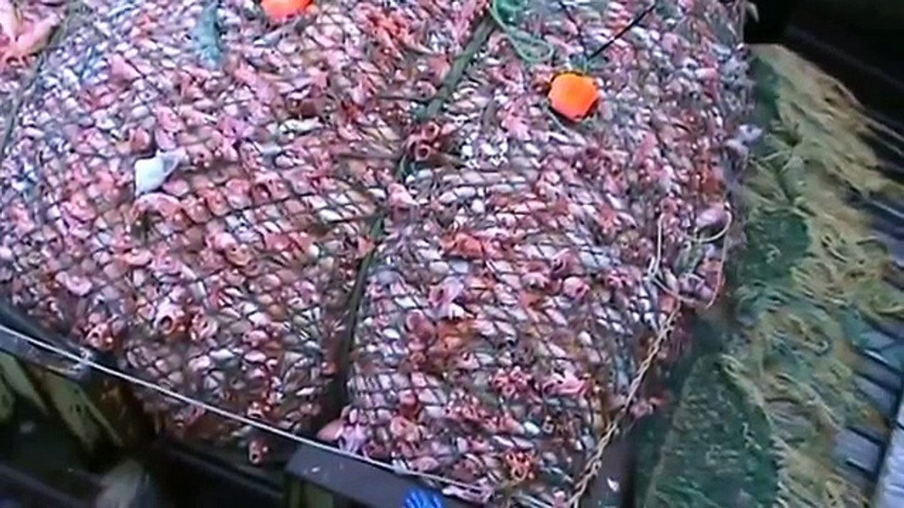 Big Catch fish