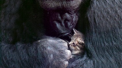 BBC Коко. Горилла, говорящая с людьми / Koko: The Gorilla Who Talks to People / 2016