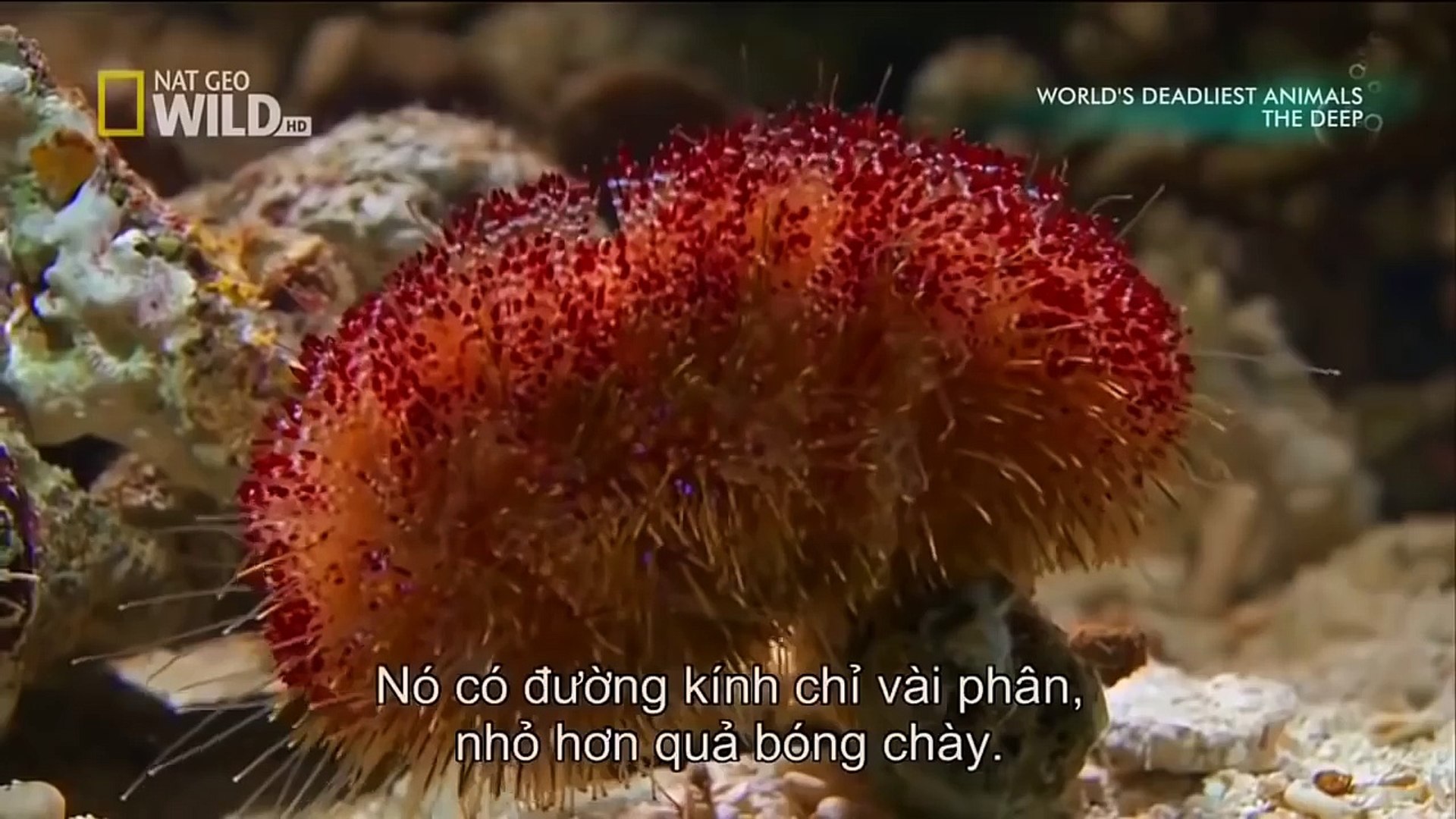 ⁣World's Deadliest Animals The Deep Animal planet 2017 HD