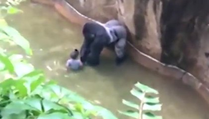 Một đứa trẻ đã bị rơi xuống chuồng ĐƯỜI ƯƠI ở vườn bách thú Mỹ