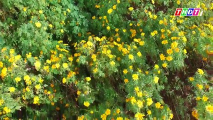 THDT - Ký sự Ngược dòng sông Đồng Nai -Tập 1 - Nơi dòng sông ra biển