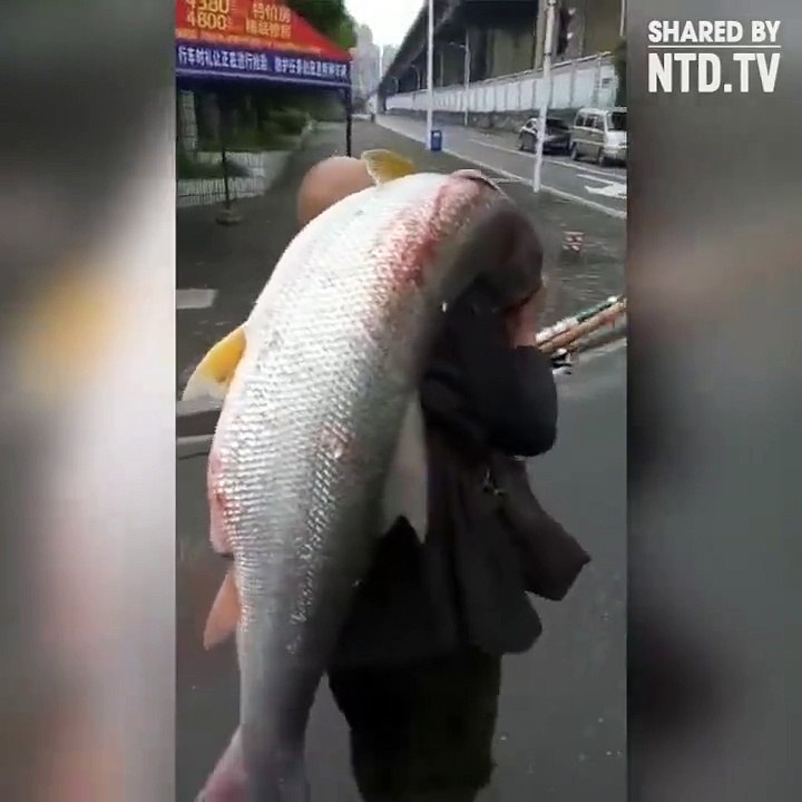 big fish - Fantastic Videos