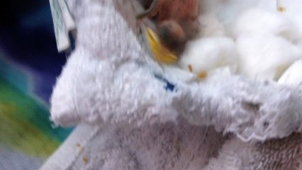 Feeding my little baby bird 