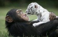 True Love and Care animals