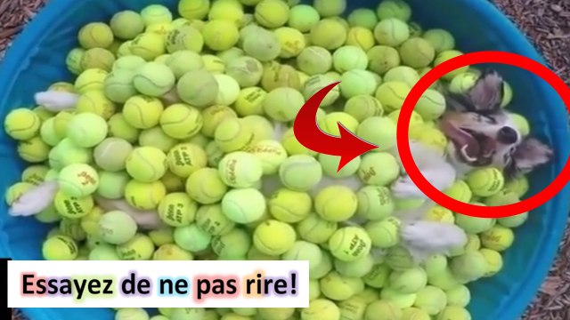 compilation de chutes #81 chutes compile gag | Meilleures videos du net | insolites