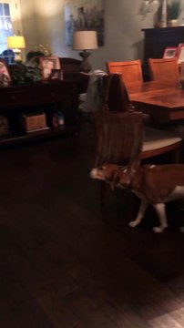 Ce chien kiffe les franges de ce sac à main... En mode massage automatique