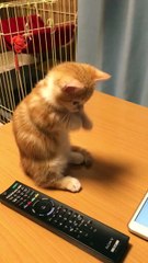 Ce chat est hypnotisé par les poissons dans l'iPad... Adorable