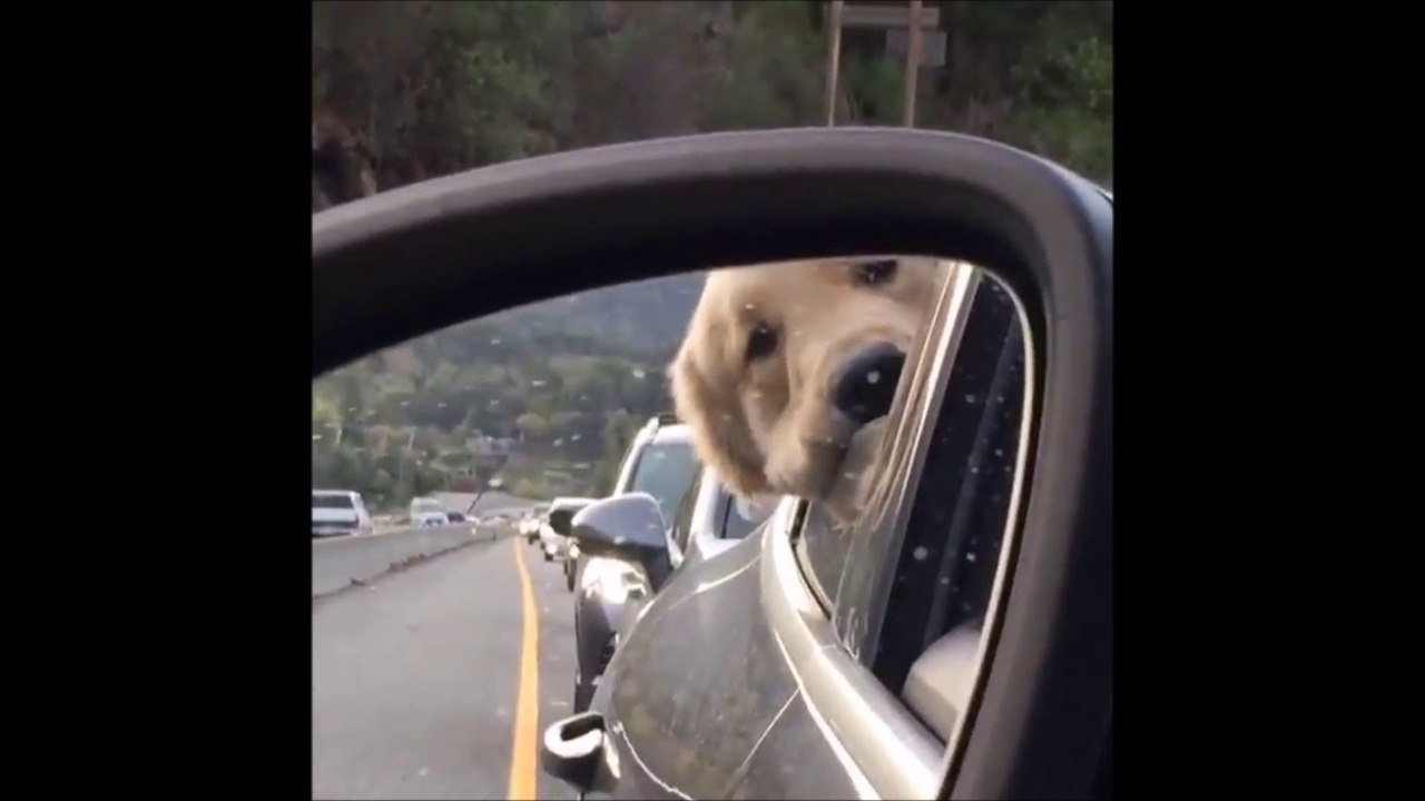 Quand ton chien te surveille de près dans le rétro