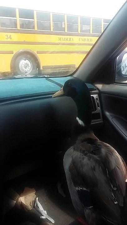 Ce canard attend le retour de son meilleur ami : un garçon qui sort du bus de l'école! Adorable