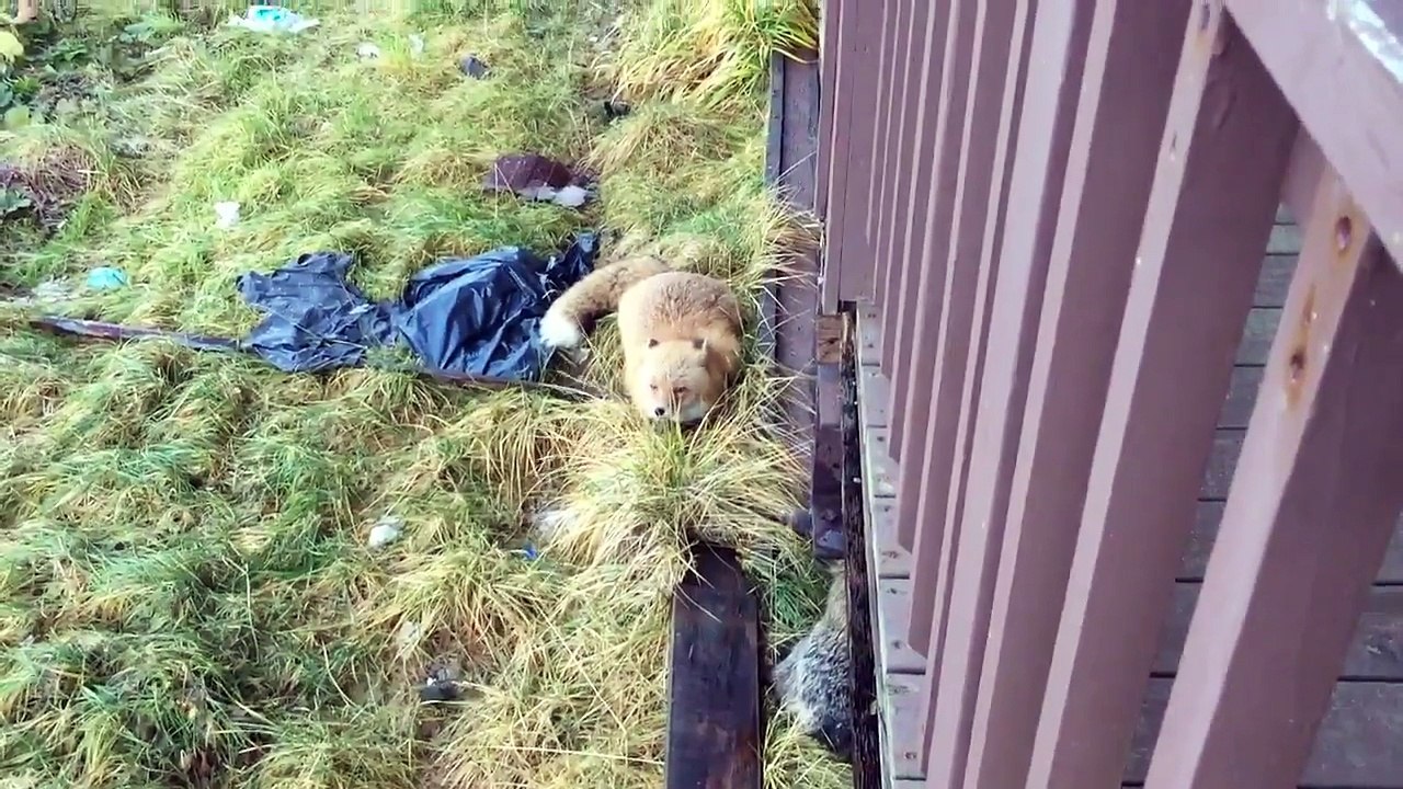 Chelou le cri du renard... Un peu flippant