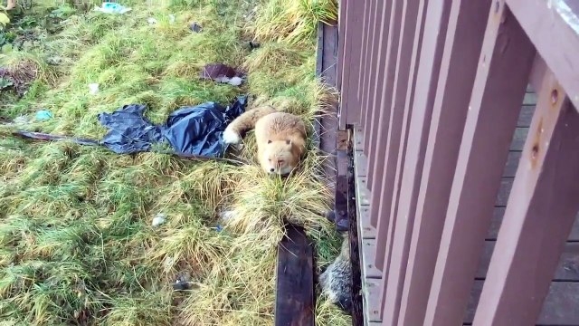 Chelou le cri du renard... Un peu flippant