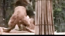 Lion vs Tiger Real Fight - One Will Die