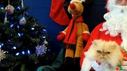 5 Animals Who Are Not Excited to See Santa