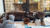 Orphan Cheetah Cub Joins Four Cubs in Cincinnati Zoos Nursery