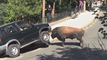 Un taureau attaque violemment un 4x4.