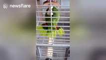 Talented parrot can sing opera