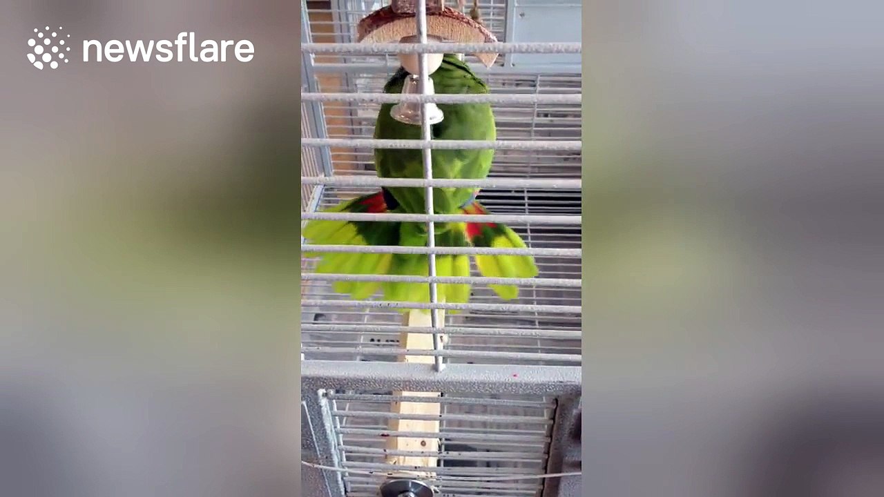 Talented parrot can sing opera