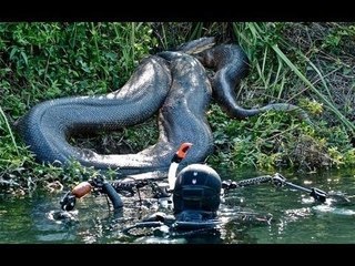 Lion VS Giant Anaconda Snake